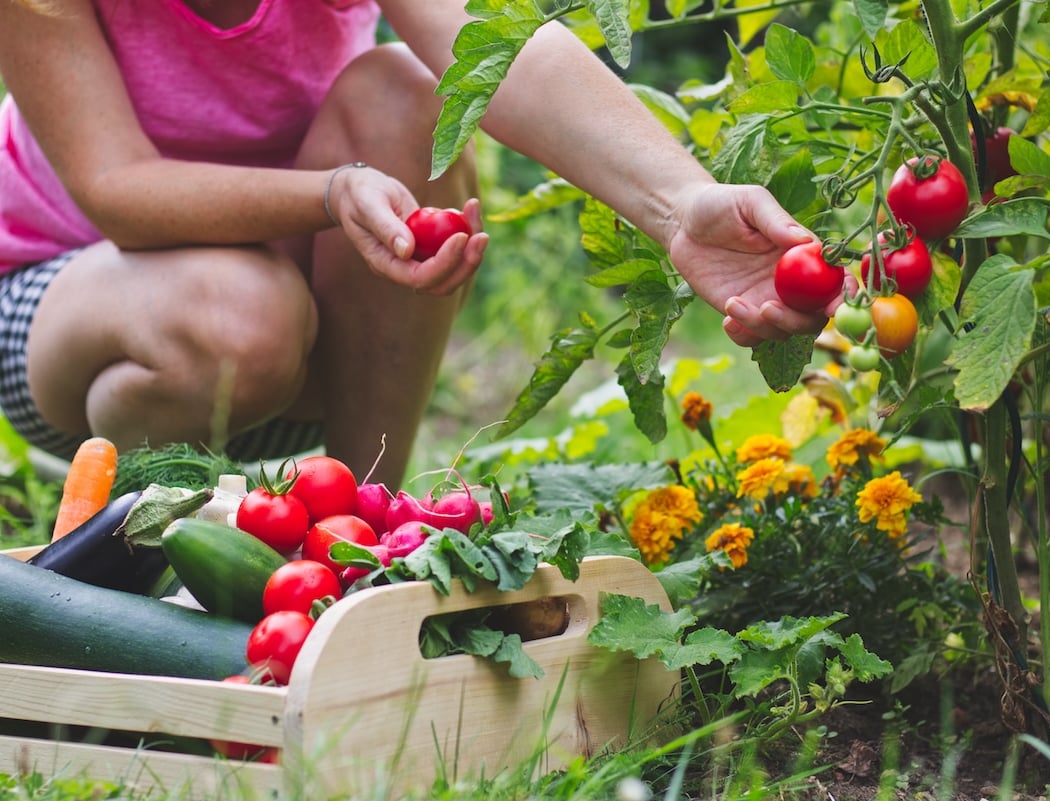 Harvest Time 3